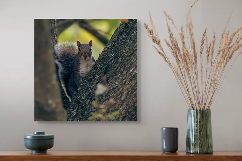 Tablou Canvas, "Jucăușul pădurii printre ramuri verzi", Veveriță, Copac, Blană, Natură, Crengi, Frunze, Privire, Vârful Cozii, Fundal Neclar, Verde., 50 x 50 cm – poza 4