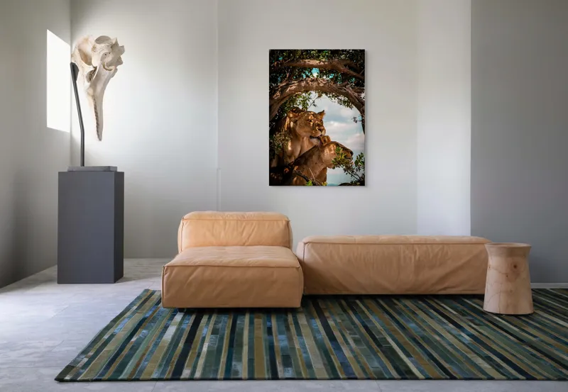 Tablou Canvas, "Regina savanei și prada ei", Leoaice, Copaci, Frunze, Cer, Umbre, Blană, Îmbrățișare, 70 x 100 cm – poza 7