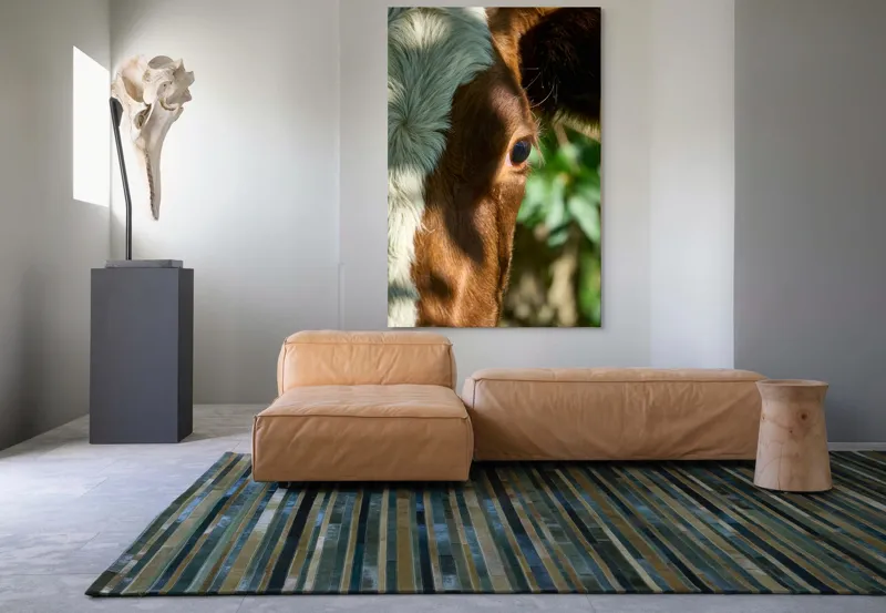 Tablou Canvas, "Privirea curioasă a vacii în soare", Vacă, Ochii, Lumină, Umbre, Blană, Natură, Detaliu, Verde., 100 x 150 cm – poza 7