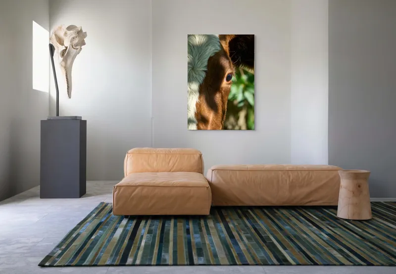 Tablou Canvas, "Privirea curioasă a vacii în soare", Vacă, Ochii, Lumină, Umbre, Blană, Natură, Detaliu, Verde., 70 x 100 cm – poza 7