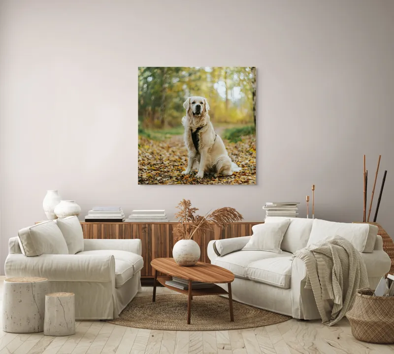 Tablou Canvas, "Câinele pădurar în toamna aurie", Câine, Blond, Pădure, Toamnă, Frunze, Natură, Frumos, Relaxare, Copaci, Lumină., 100 x 100 cm – poza 3