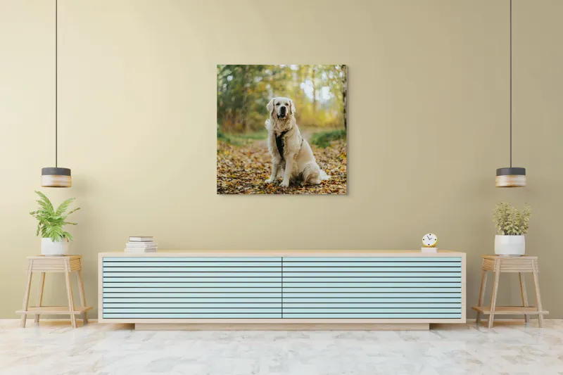 Tablou Canvas, "Câinele pădurar în toamna aurie", Câine, Blond, Pădure, Toamnă, Frunze, Natură, Frumos, Relaxare, Copaci, Lumină., 100 x 100 cm – poza 5