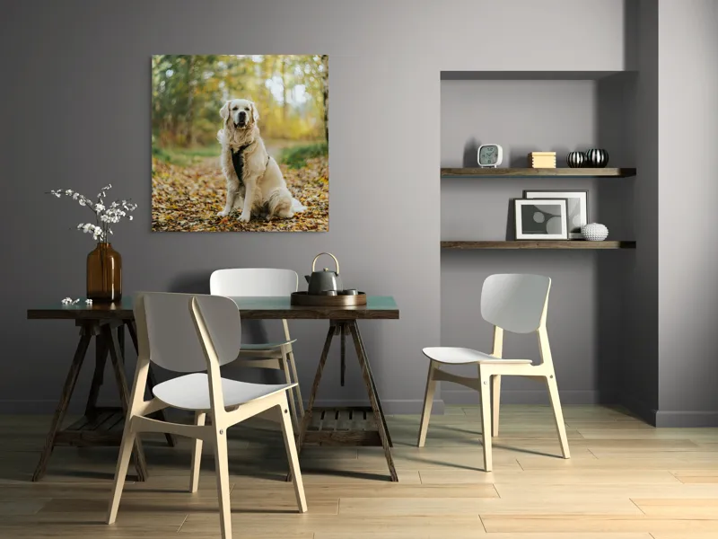 Tablou Canvas, "Câinele pădurar în toamna aurie", Câine, Blond, Pădure, Toamnă, Frunze, Natură, Frumos, Relaxare, Copaci, Lumină., 100 x 100 cm – poza 6