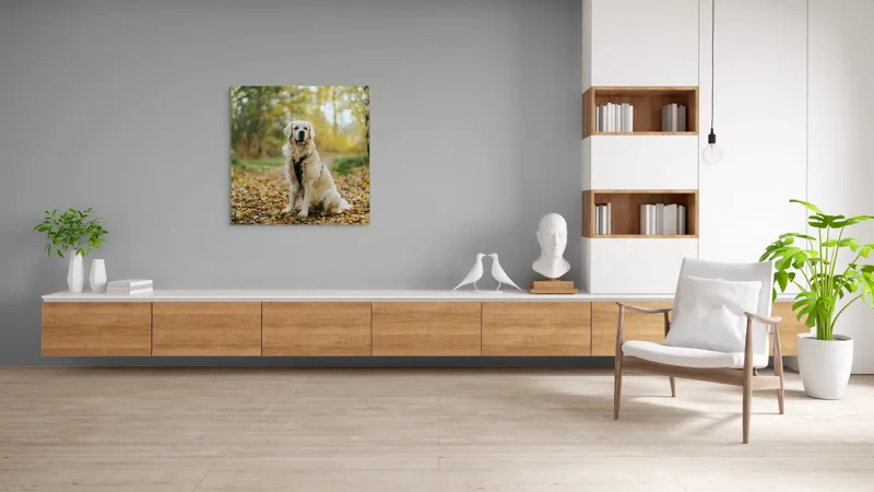 Tablou Canvas, "Câinele pădurar în toamna aurie", Câine, Blond, Pădure, Toamnă, Frunze, Natură, Frumos, Relaxare, Copaci, Lumină., 100 x 100 cm – poza 8