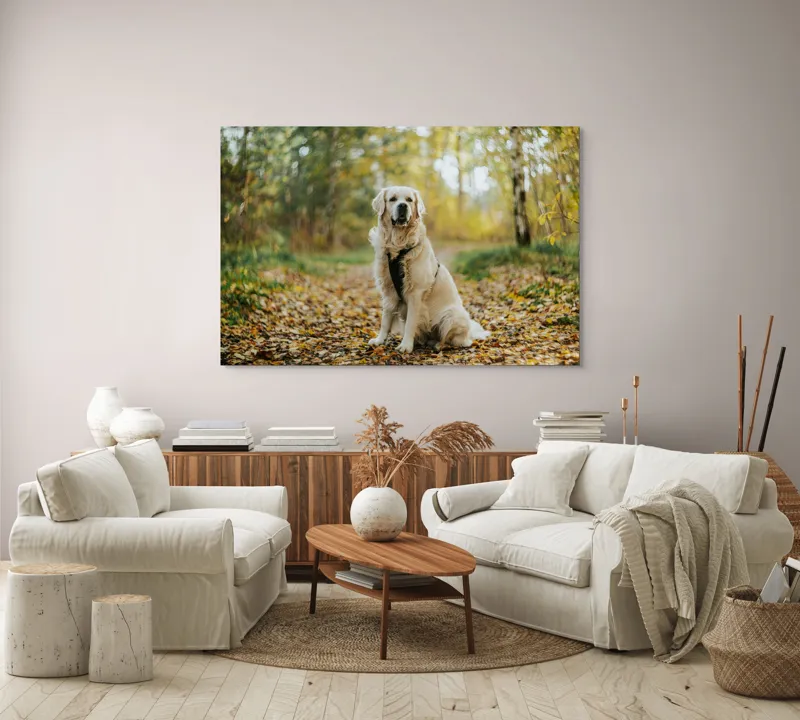 Tablou Canvas, "Câinele pădurar în toamna aurie", Câine, Blond, Pădure, Toamnă, Frunze, Natură, Frumos, Relaxare, Copaci, Lumină., 150 x 100 cm – poza 3
