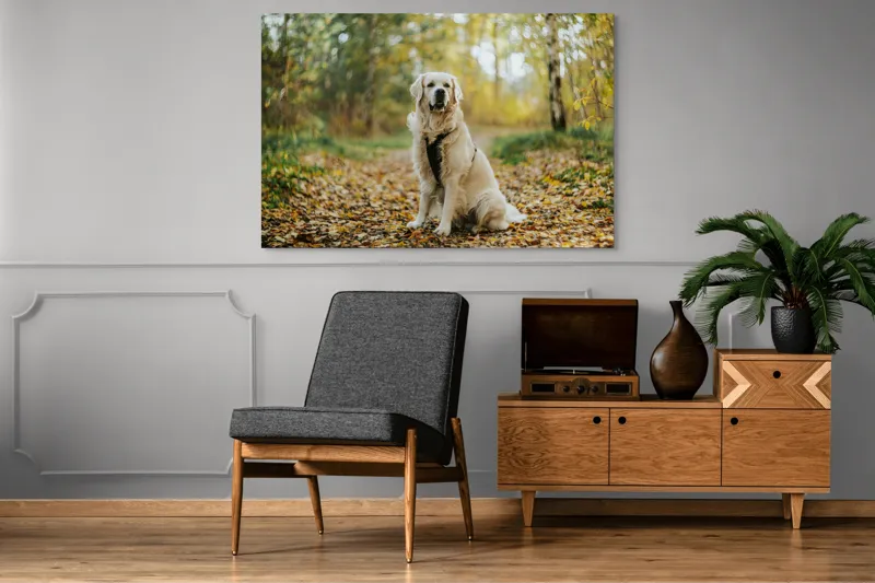 Tablou Canvas, "Câinele pădurar în toamna aurie", Câine, Blond, Pădure, Toamnă, Frunze, Natură, Frumos, Relaxare, Copaci, Lumină., 150 x 100 cm – poza 8