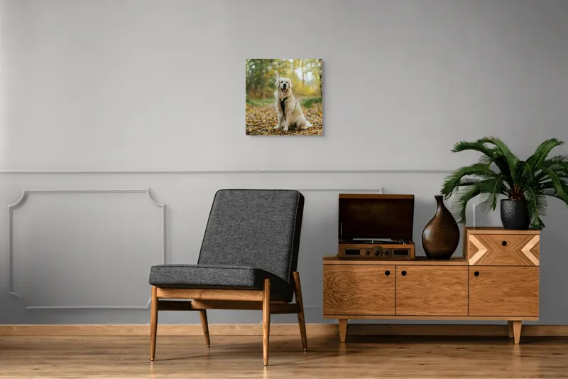 Tablou Canvas, "Câinele pădurar în toamna aurie", Câine, Blond, Pădure, Toamnă, Frunze, Natură, Frumos, Relaxare, Copaci, Lumină., 50 x 50 cm – poza 6