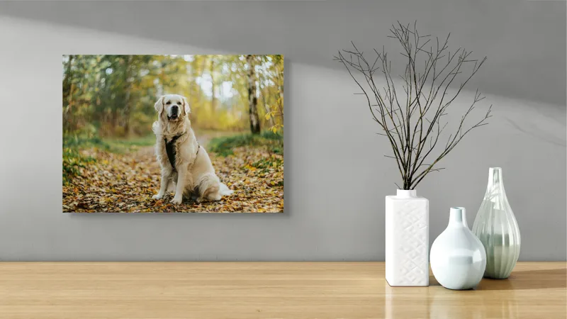 Tablou Canvas, "Câinele pădurar în toamna aurie", Câine, Blond, Pădure, Toamnă, Frunze, Natură, Frumos, Relaxare, Copaci, Lumină., 54 x 39 cm – poza 3