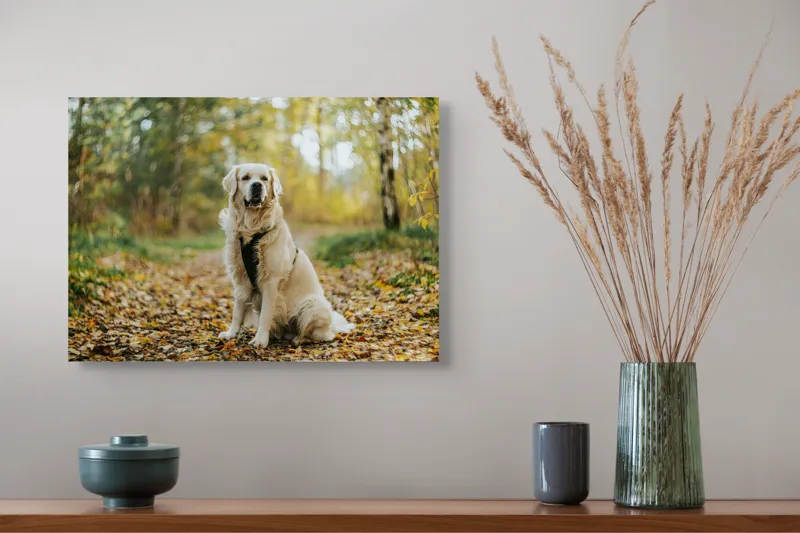 Tablou Canvas, "Câinele pădurar în toamna aurie", Câine, Blond, Pădure, Toamnă, Frunze, Natură, Frumos, Relaxare, Copaci, Lumină., 54 x 39 cm – poza 4