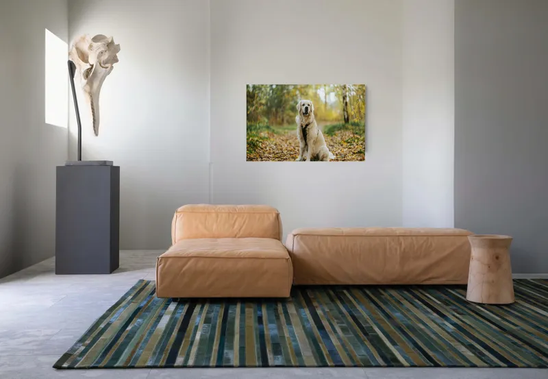 Tablou Canvas, "Câinele pădurar în toamna aurie", Câine, Blond, Pădure, Toamnă, Frunze, Natură, Frumos, Relaxare, Copaci, Lumină., 90 x 50 cm – poza 8