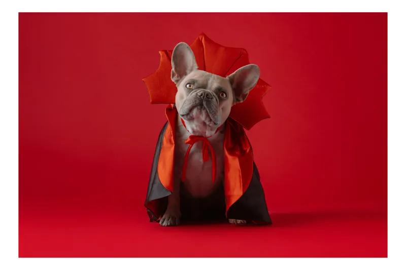 Tablou Canvas, "Bulldog gotic în mantie roșie", Scenă, Câine, Costum, Halloween, Fundal, Roșu, Pelerină, Aripi, Dracula, Drăgălaș., 54 x 39 cm