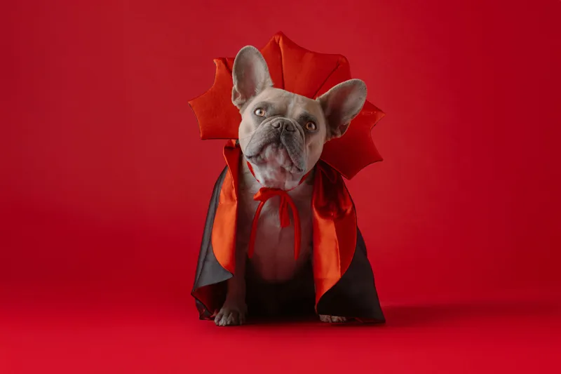 Tablou Canvas, "Bulldog gotic în mantie roșie", Scenă, Câine, Costum, Halloween, Fundal, Roșu, Pelerină, Aripi, Dracula, Drăgălaș., 150 x 100 cm – poza 2