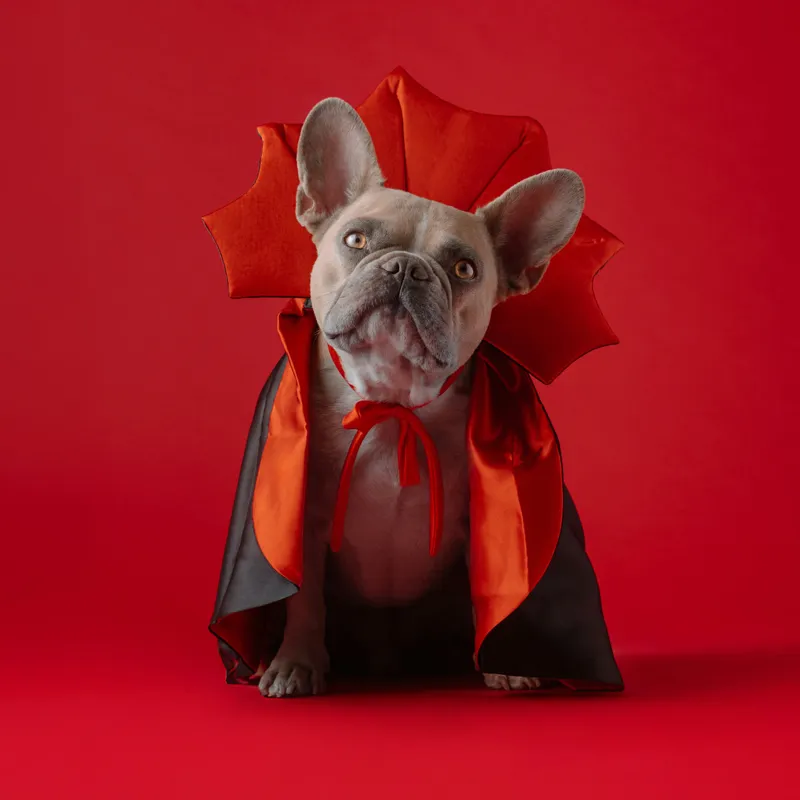 Tablou Canvas, "Bulldog gotic în mantie roșie", Scenă, Câine, Costum, Halloween, Fundal, Roșu, Pelerină, Aripi, Dracula, Drăgălaș., 50 x 50 cm – poza 2
