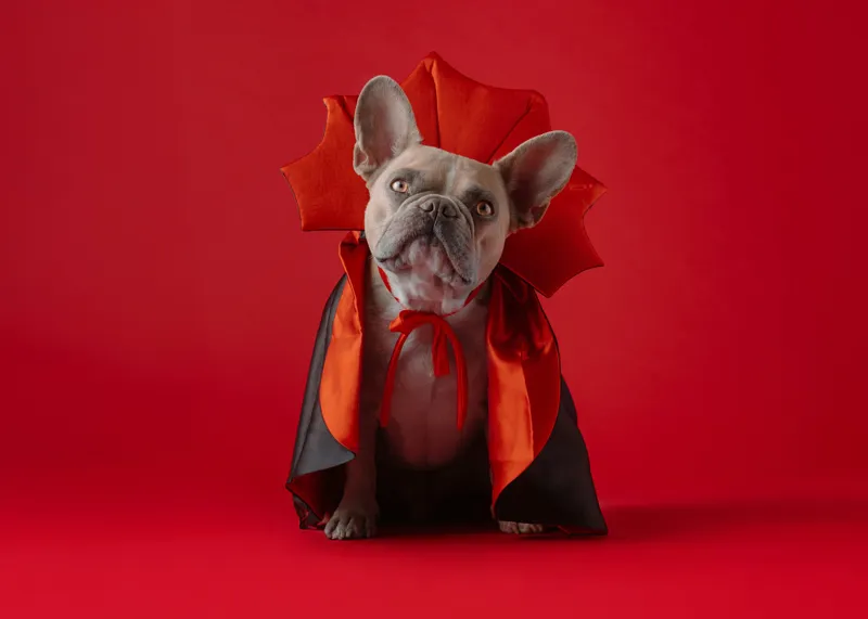 Tablou Canvas, "Bulldog gotic în mantie roșie", Scenă, Câine, Costum, Halloween, Fundal, Roșu, Pelerină, Aripi, Dracula, Drăgălaș., 70 x 50 cm – poza 2