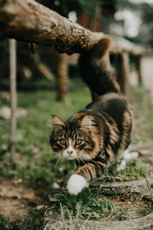 Tablou Canvas, "Motanul explorator în grădină verde", Felină, Blană, Verdeață, Natural, Eleganță, Curiozitate, Mustăți, Lăbuțe, Privire, Explorare, 100 x 150 cm – poza 2