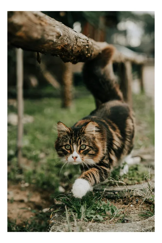 Tablou Canvas, "Motanul explorator în grădină verde", Felină, Blană, Verdeață, Natural, Eleganță, Curiozitate, Mustăți, Lăbuțe, Privire, Explorare, 50 x 90 cm