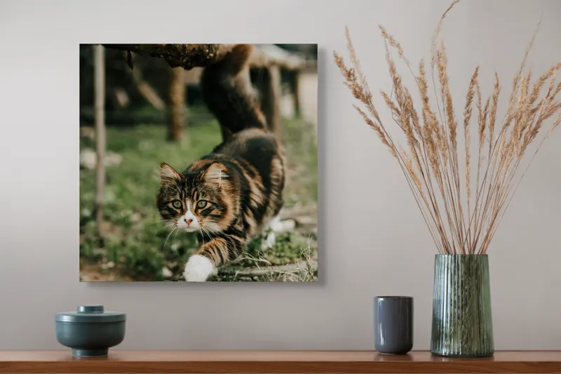 Tablou Canvas, "Motanul explorator în grădină verde", Felină, Blană, Verdeață, Natural, Eleganță, Curiozitate, Mustăți, Lăbuțe, Privire, Explorare, 50 x 50 cm – poza 4