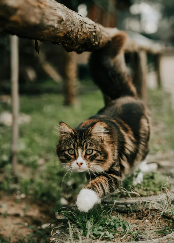 Tablou Canvas, "Motanul explorator în grădină verde", Felină, Blană, Verdeață, Natural, Eleganță, Curiozitate, Mustăți, Lăbuțe, Privire, Explorare, 50 x 70 cm – poza 2