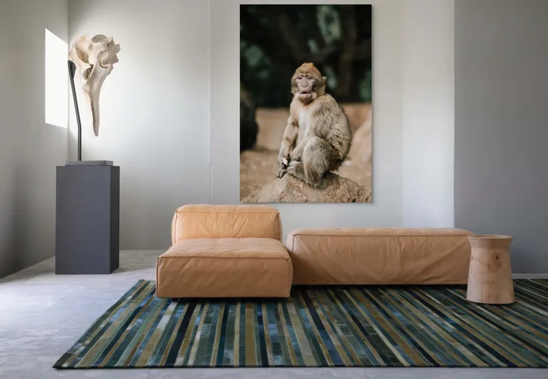 Tablou Canvas, "Maimuță pe stâncă în pădure", Nu pot să identific omul din imagine., 100 x 150 cm – poza 7
