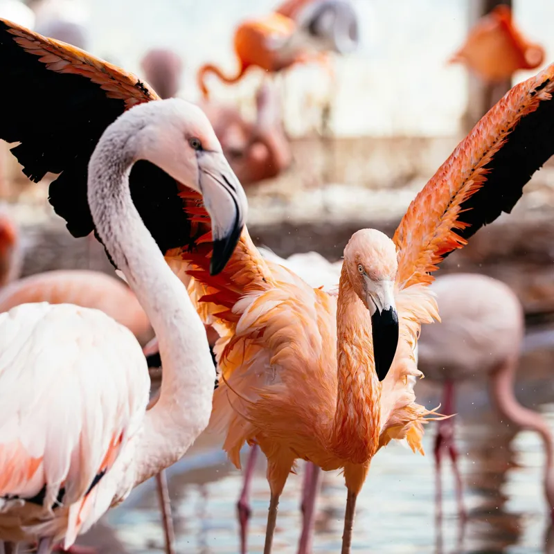 Tablou Canvas, "Flamingo gingaș în lumina apusului", Flamingo, Apă, Penaj, Roz, Grație, Reflecție, Grup, Lumină, Contrast, Natură, 100 x 100 cm – poza 2