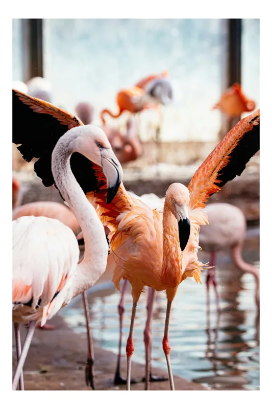 Tablou Canvas, "Flamingo gingaș în lumina apusului", Flamingo, Apă, Penaj, Roz, Grație, Reflecție, Grup, Lumină, Contrast, Natură, 26 x 39 cm