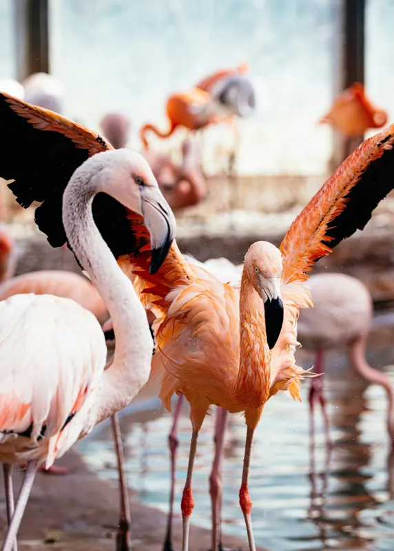 Tablou Canvas, "Flamingo gingaș în lumina apusului", Flamingo, Apă, Penaj, Roz, Grație, Reflecție, Grup, Lumină, Contrast, Natură, 50 x 70 cm – poza 2
