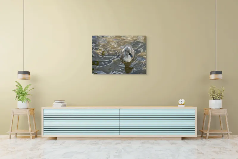 Tablou Canvas, "Pui de lebădă pe ape liniștite", Plutire, Răsfrângeri, Pufos, Boboc, Liniște, Apă, 100 x 70 cm – poza 4