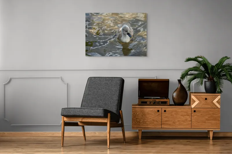 Tablou Canvas, "Pui de lebădă pe ape liniștite", Plutire, Răsfrângeri, Pufos, Boboc, Liniște, Apă, 100 x 70 cm – poza 8
