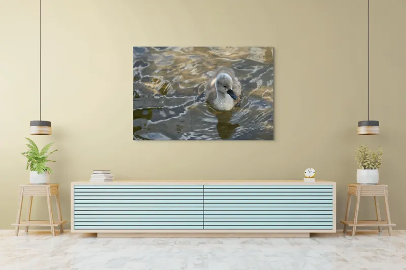 Tablou Canvas, "Pui de lebădă pe ape liniștite", Plutire, Răsfrângeri, Pufos, Boboc, Liniște, Apă, 150 x 100 cm – poza 6