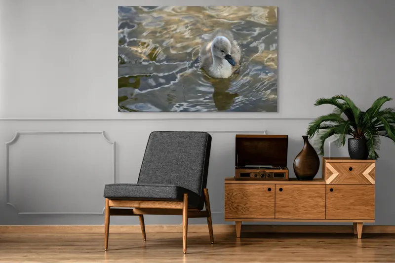 Tablou Canvas, "Pui de lebădă pe ape liniștite", Plutire, Răsfrângeri, Pufos, Boboc, Liniște, Apă, 150 x 100 cm – poza 8