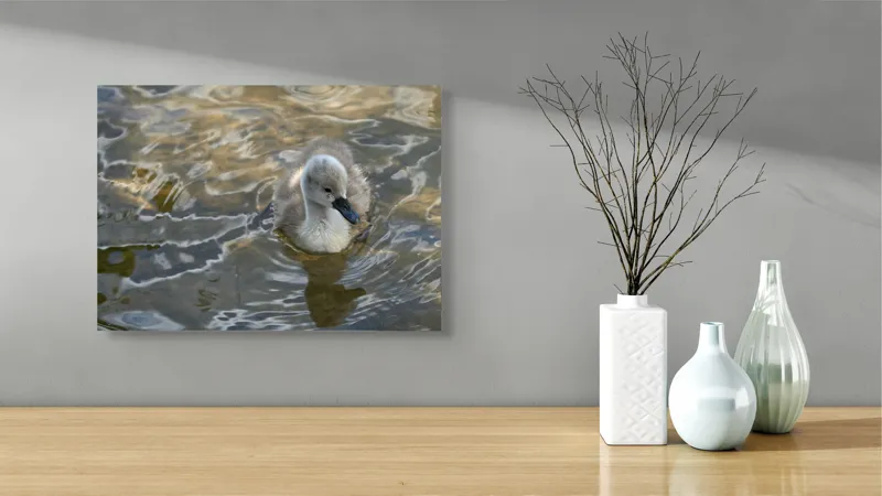 Tablou Canvas, "Pui de lebădă pe ape liniștite", Plutire, Răsfrângeri, Pufos, Boboc, Liniște, Apă, 54 x 39 cm – poza 3