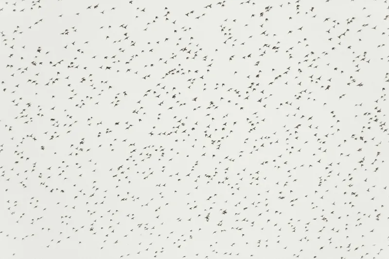 Tablou Canvas, "Dansul armonios al păsărilor în cer", Păsări, Cer, Zbor, Întindere, Grup, Mișcare, Natură, Libertate, 150 x 100 cm – poza 2
