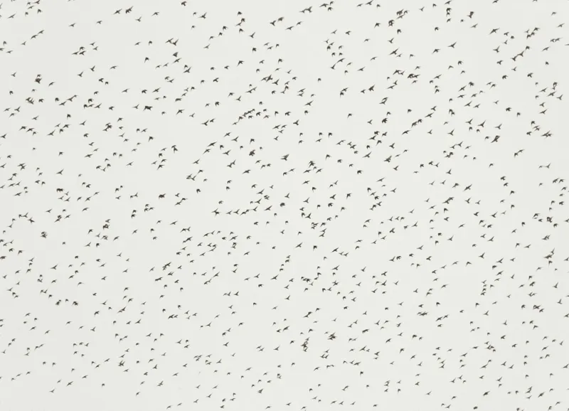 Tablou Canvas, "Dansul armonios al păsărilor în cer", Păsări, Cer, Zbor, Întindere, Grup, Mișcare, Natură, Libertate, 54 x 39 cm – poza 2