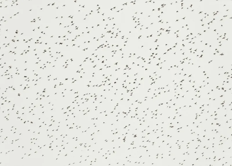Tablou Canvas, "Dansul armonios al păsărilor în cer", Păsări, Cer, Zbor, Întindere, Grup, Mișcare, Natură, Libertate, 70 x 50 cm – poza 2