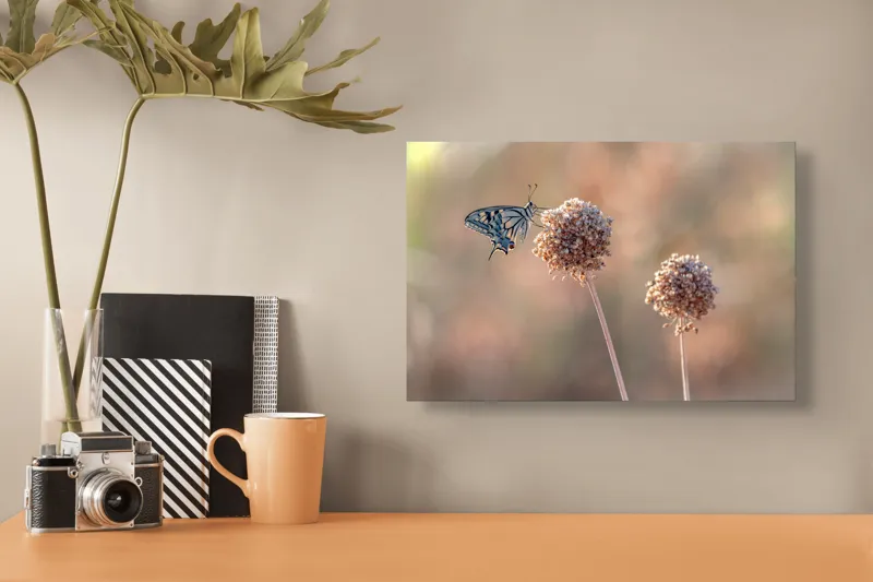Tablou Canvas, "Fluture pe floare uscată în lumină", Fluture, Floare, Fragilitate, Natură, Delicatețe, Eteric, Lumină, Echilibru, 39 x 26 cm – poza 3