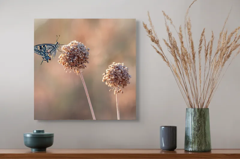 Tablou Canvas, "Fluture pe floare uscată în lumină", Fluture, Floare, Fragilitate, Natură, Delicatețe, Eteric, Lumină, Echilibru, 50 x 50 cm – poza 4
