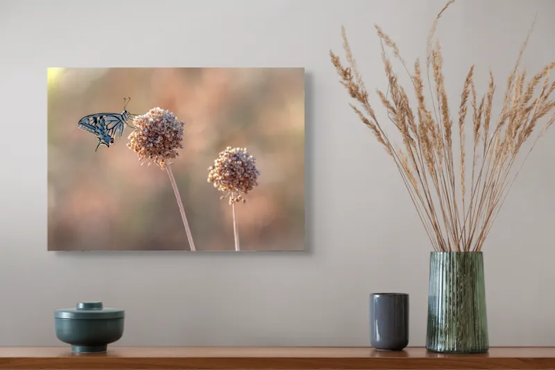 Tablou Canvas, "Fluture pe floare uscată în lumină", Fluture, Floare, Fragilitate, Natură, Delicatețe, Eteric, Lumină, Echilibru, 54 x 39 cm – poza 4