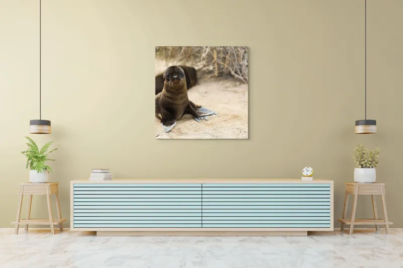 Tablou Canvas, "Leul de mare pe plajă liniștit", Focă, Plajă, Nisip, Vegetație, Blană, Ochi Curioși, Înotătoare, Natură, Relaxare, Habitat., 100 x 100 cm – poza 5