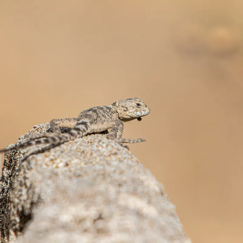 Tablou Canvas, "Șopârlă pe marginea stâncii uscate", Lizard, Sunbathing, Rock, Desert, Camouflage, Nature, Reptile, 100 x 100 cm – poza 2