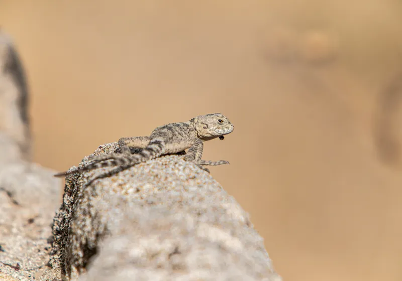 Tablou Canvas, "Șopârlă pe marginea stâncii uscate", Lizard, Sunbathing, Rock, Desert, Camouflage, Nature, Reptile, 100 x 70 cm – poza 2