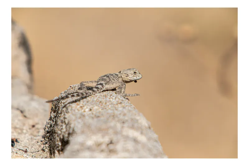 Tablou Canvas, "Șopârlă pe marginea stâncii uscate", Lizard, Sunbathing, Rock, Desert, Camouflage, Nature, Reptile, 39 x 26 cm