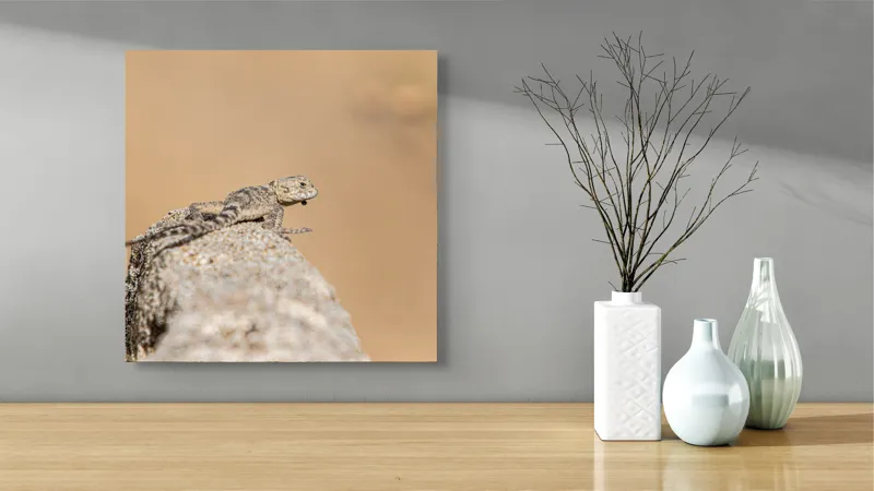 Tablou Canvas, "Șopârlă pe marginea stâncii uscate", Lizard, Sunbathing, Rock, Desert, Camouflage, Nature, Reptile, 50 x 50 cm – poza 3
