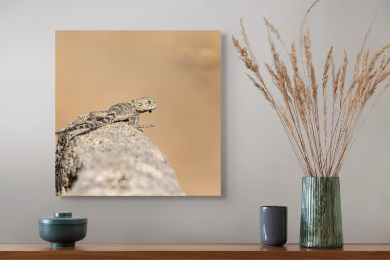 Tablou Canvas, "Șopârlă pe marginea stâncii uscate", Lizard, Sunbathing, Rock, Desert, Camouflage, Nature, Reptile, 50 x 50 cm – poza 4