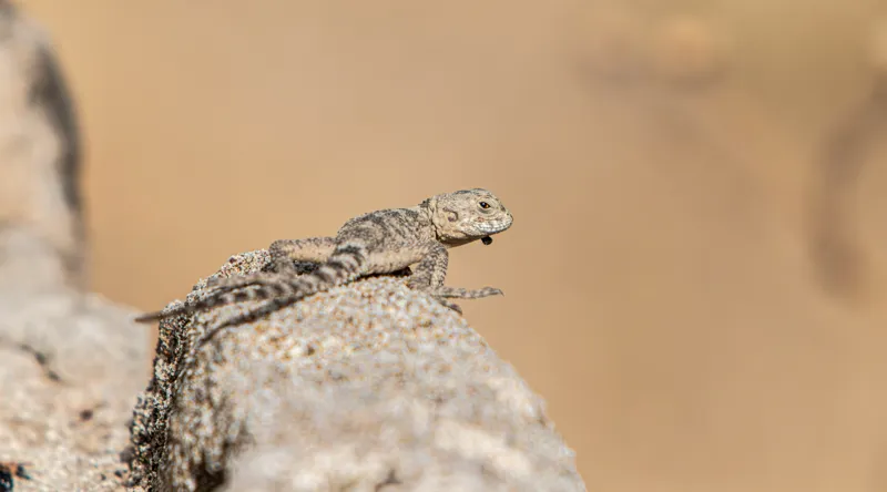 Tablou Canvas, "Șopârlă pe marginea stâncii uscate", Lizard, Sunbathing, Rock, Desert, Camouflage, Nature, Reptile, 90 x 50 cm – poza 2