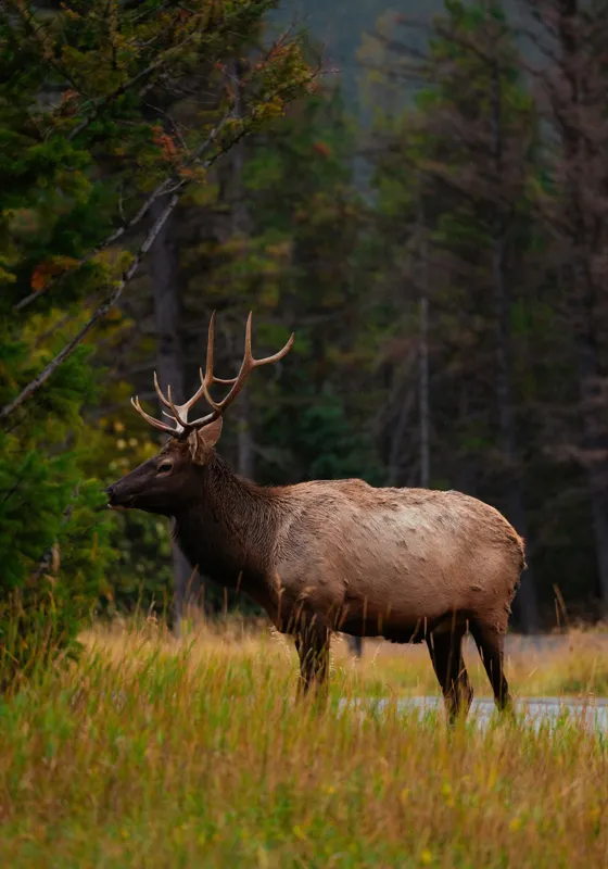 Tablou Canvas, "Cerbul singuratic în pădurea tăcută", 70 x 100 cm – poza 2