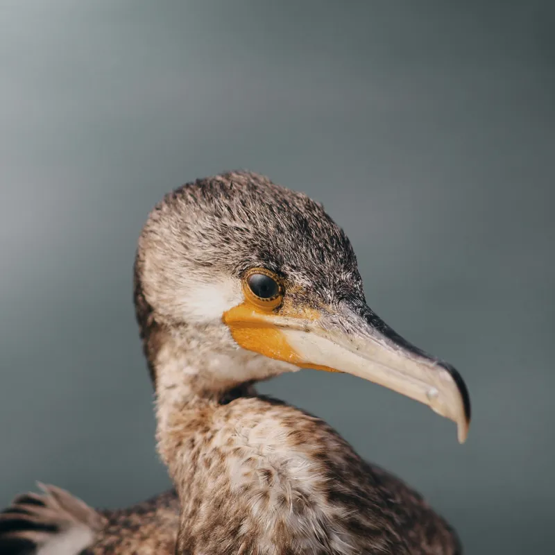 Tablou Canvas, "Cormoranul privind orizontul de apă", Pene, Cioc, Ochi, Apă, Claritate, Natură, Profil, Observație, 100 x 100 cm – poza 2