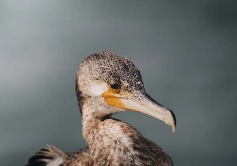 Tablou Canvas, "Cormoranul privind orizontul de apă", Pene, Cioc, Ochi, Apă, Claritate, Natură, Profil, Observație, 100 x 70 cm – poza 2