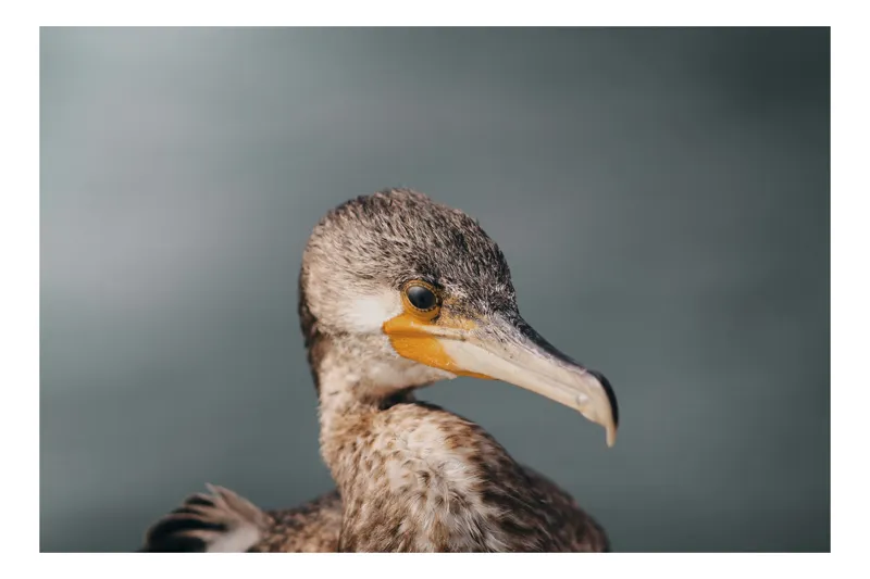 Tablou Canvas, "Cormoranul privind orizontul de apă", Pene, Cioc, Ochi, Apă, Claritate, Natură, Profil, Observație, 90 x 50 cm