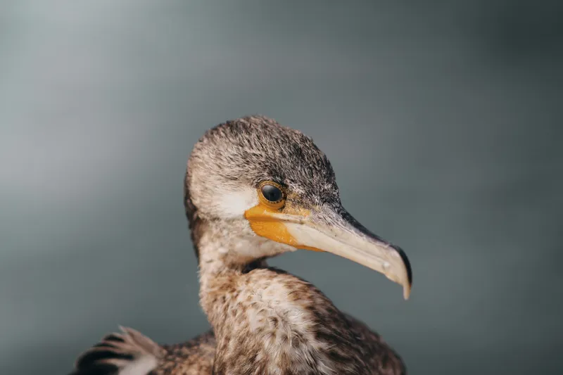 Tablou Canvas, "Cormoranul privind orizontul de apă", Pene, Cioc, Ochi, Apă, Claritate, Natură, Profil, Observație, 150 x 100 cm – poza 2