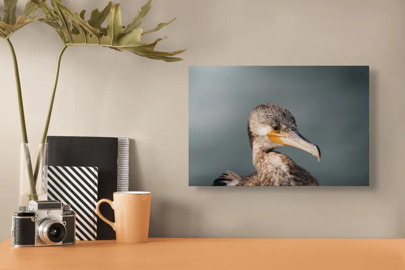 Tablou Canvas, "Cormoranul privind orizontul de apă", Pene, Cioc, Ochi, Apă, Claritate, Natură, Profil, Observație, 39 x 26 cm – poza 3